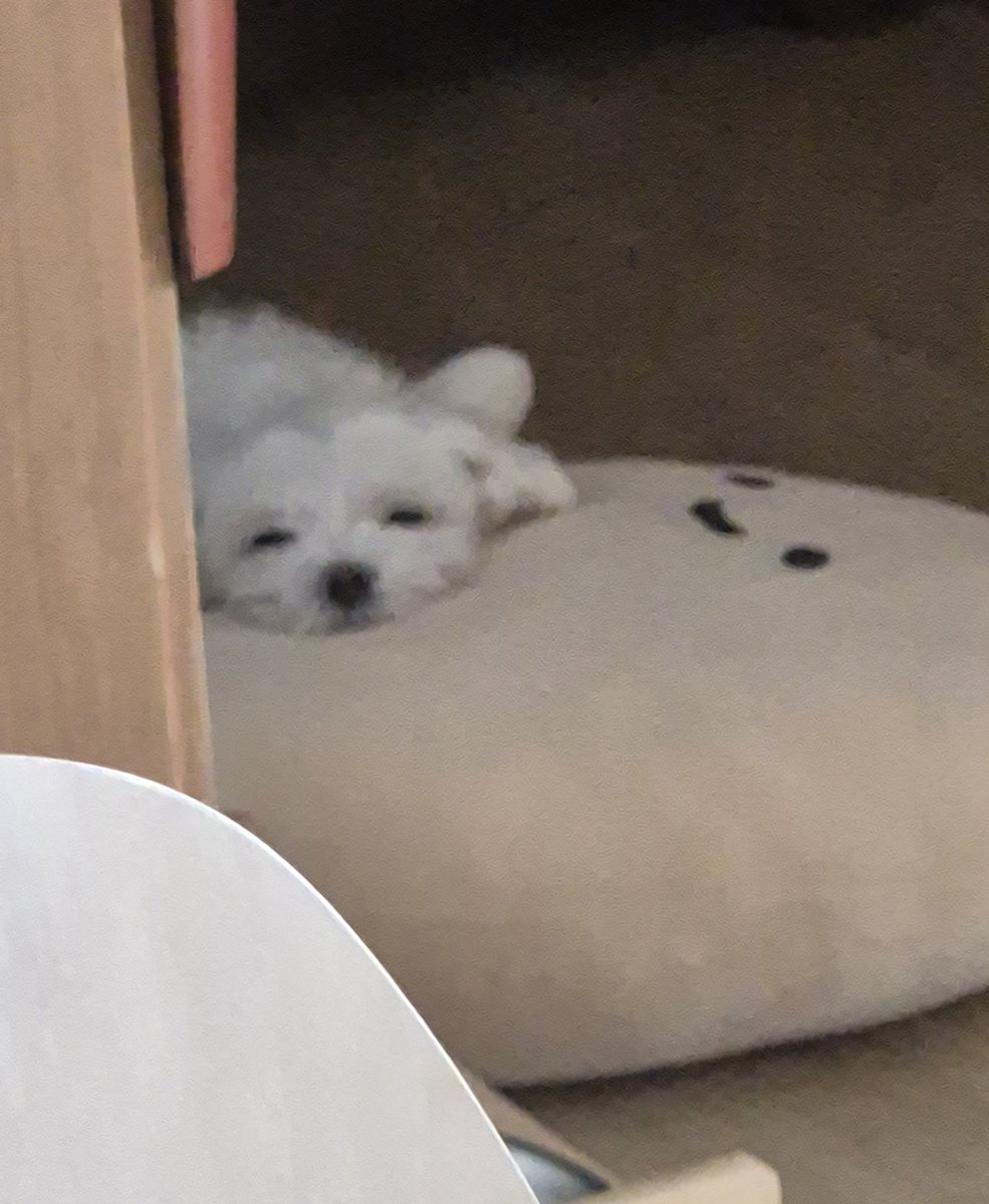 도라대장 🌊 どら大将 tweet media