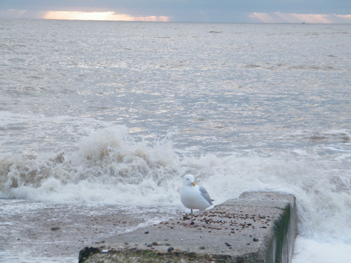 jonnyald's tweet photo. down at Felixstowe beach #seagull #waits #looking #listening #crunching #sounds #shingle #concrete #groyne https://t.co/SubYM0mCQE