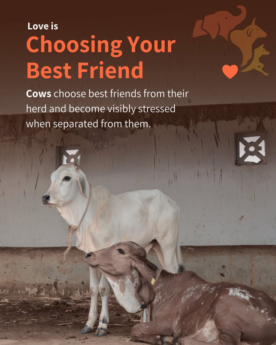FIAPOIndia's tweet photo. We celebrate love we recognise. But the natural world is full of bonds we overlook—quiet, enduring, and deeply familiar. Observing animals expands how we understand connection itself. 🐘🦜💫
#MoreThanHumanLove #AcrossSpecies #NatureAndConnection #SharedPlanet https://t.co/ySS5PF2sBy