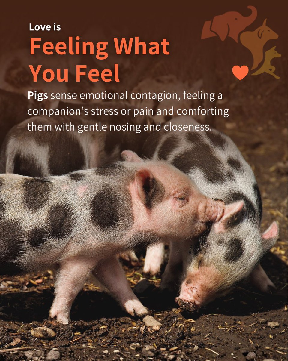 FIAPOIndia's tweet photo. We celebrate love we recognise. But the natural world is full of bonds we overlook—quiet, enduring, and deeply familiar. Observing animals expands how we understand connection itself. 🐘🦜💫
#MoreThanHumanLove #AcrossSpecies #NatureAndConnection #SharedPlanet https://t.co/ySS5PF2sBy