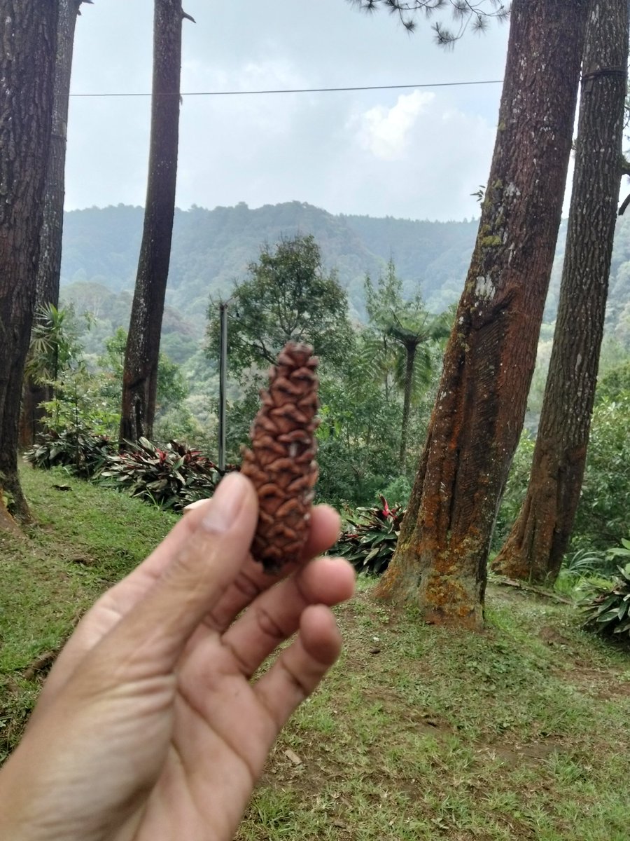 echo_endru's tweet image. Words of the day