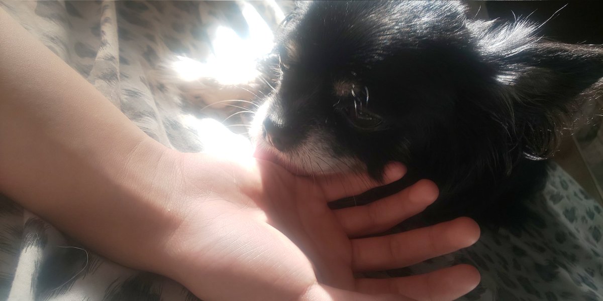 クロ_2006 tweet media