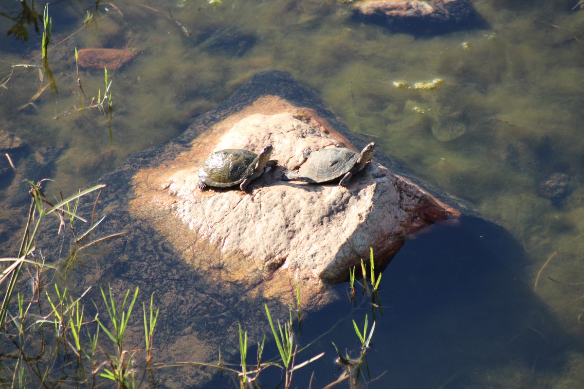 ShutterVista's tweet image. Two freshwater turtles basking on a sunlit river rock, enjoying the calm and beauty of nature. 🐢🌿

#NaturePhotography #WildlifePhotography #RiverLife