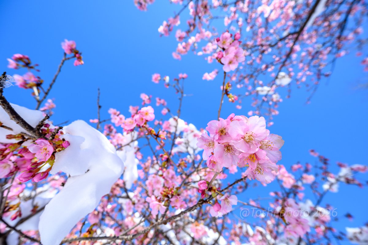 おおいゆめの里”の早咲き 河津桜に雪が積もった様子を Nikon Z7で撮影