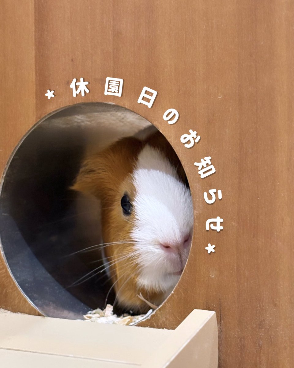 Moff_tougou's tweet photo. 【休園日のおしらせ】
ららぽーと愛知東郷の休館日に合わせ、
下記の日程は当園も休園日とさせていただきます。

―――――――――――――
2026年2月17日 (火)
2026年2月18日 (水)
―――――――――――――
※ 翌 2月19(木)からは通常通り営業

ご不便をおかけいたしますが、
何卒ご理解賜りますようお願い申し上げます。 https://t.co/ueiPI3D6LC
