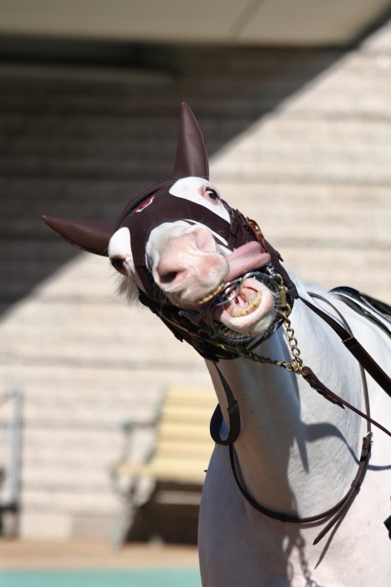 しろまる (@shiro1maru) / Posts / X