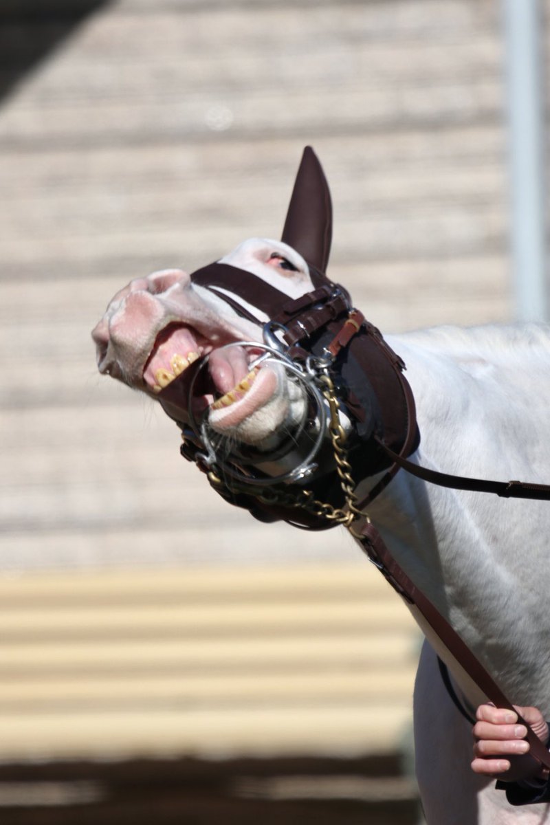 しろまる (@shiro1maru) / Posts / X