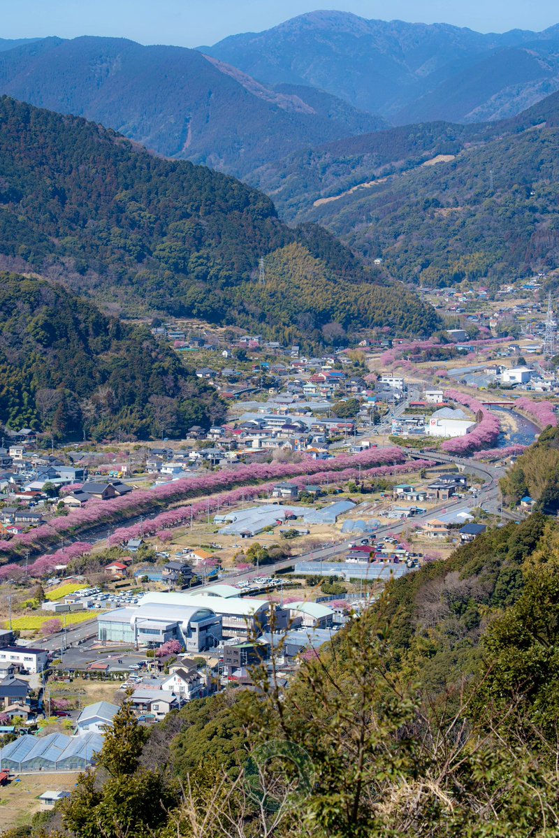 河津川に咲く桜並木を俯瞰したら、それは桜色の川のように儚く美しい。