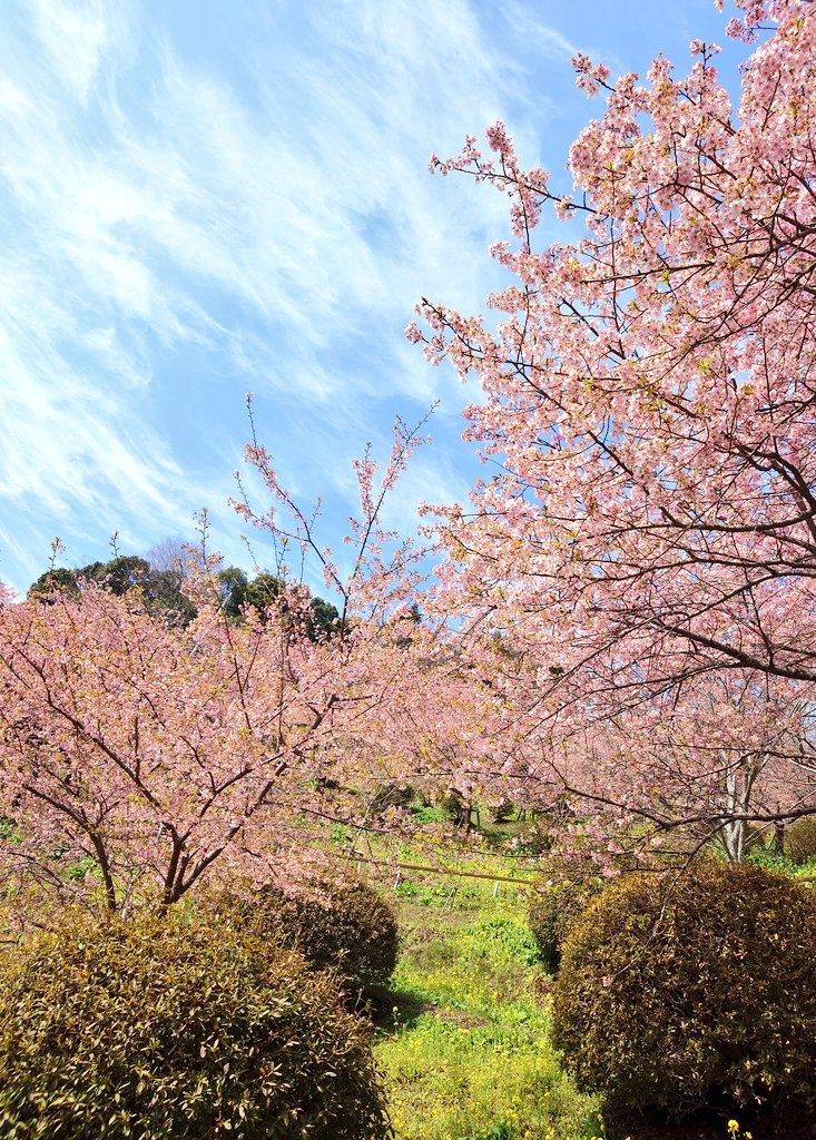 たまにはシンプル風景撮り
上げてないだけで、普通に撮ってたり📷️
#河津桜 #空がある風景