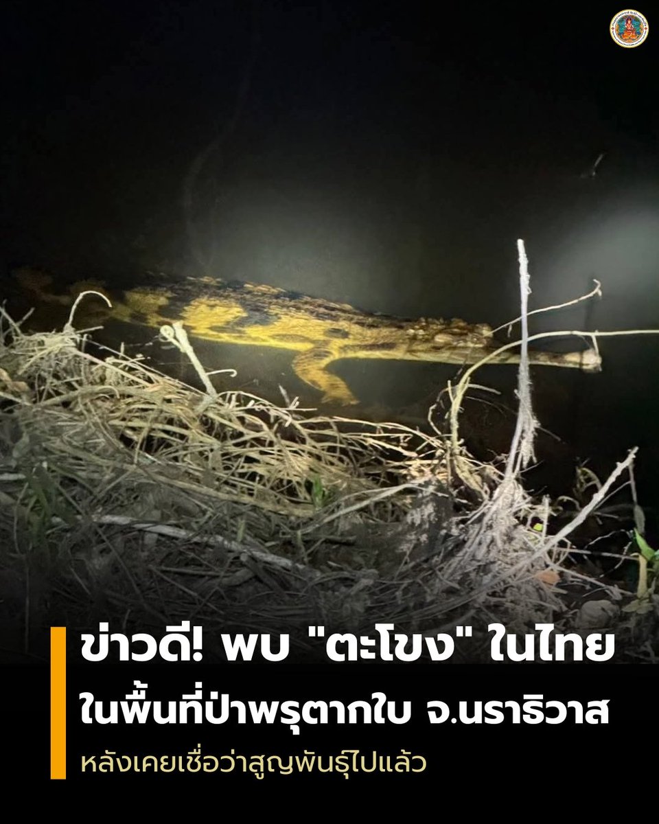 pr_prdnp's tweet image. 🚨 ข่าวใหญ่! พบ "ตะโขง" ในป่าพรุตากใบ จ.นราธิวาส หลังเคยเชื่อว่าสูญพันธุ์ไปจากไทยนานหลายสิบปี ยืนยันด้วยภาพถ่ายชัดเจน! บ่งบอกว่าธรรมชาติบ้านเรายังอุดมสมบูรณ์สุดๆ 🐊✨
​#ตะโขง #สัตว์หายาก #นราธิวาส #สัตว์ใกล้สูญพันธุ์ #กรมอุทยานแห่งชาติ