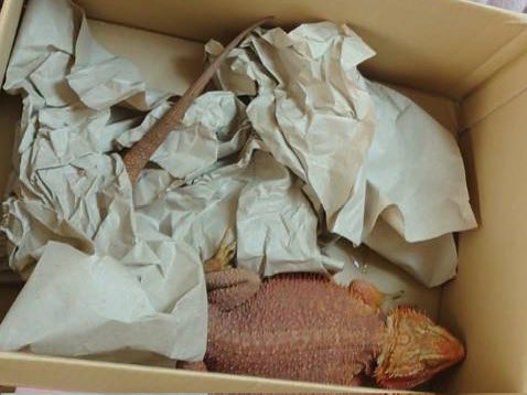 isrugi_'s tweet image. #迷子　#脱走　#茨城　#フトアゴヒゲトカゲ　#拡散希望
本日親戚の自宅の庭にフトアゴヒゲトカゲがいました。脱走してきたものと思われます。
DM解放しておりますのでお心当たりのある方はDMまで。
RTのご協力よろしくお願いします。