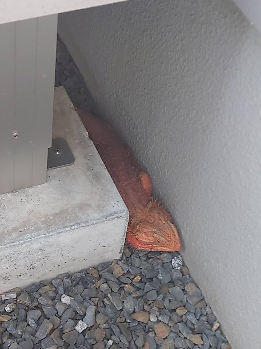 isrugi_'s tweet image. #迷子　#脱走　#茨城　#フトアゴヒゲトカゲ　#拡散希望
本日親戚の自宅の庭にフトアゴヒゲトカゲがいました。脱走してきたものと思われます。
DM解放しておりますのでお心当たりのある方はDMまで。
RTのご協力よろしくお願いします。