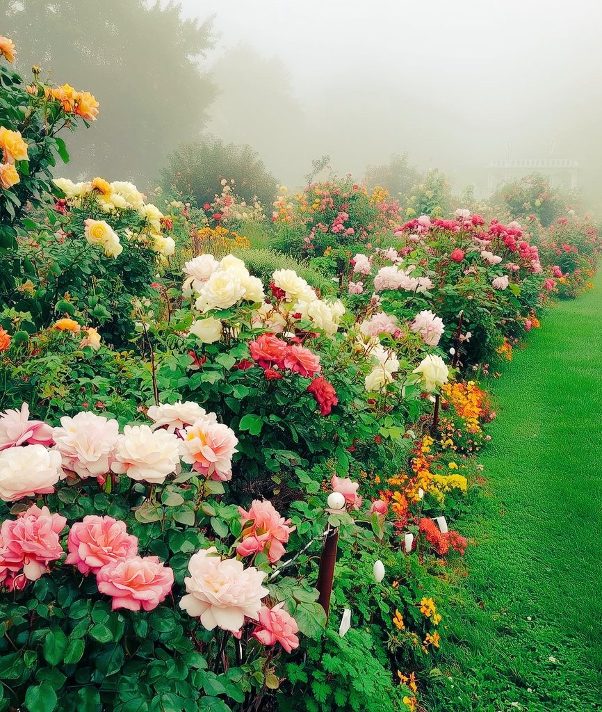 ickymarbun's tweet photo. Different flowers of different colors 🥀 https://t.co/Ko2eJJdLCJ