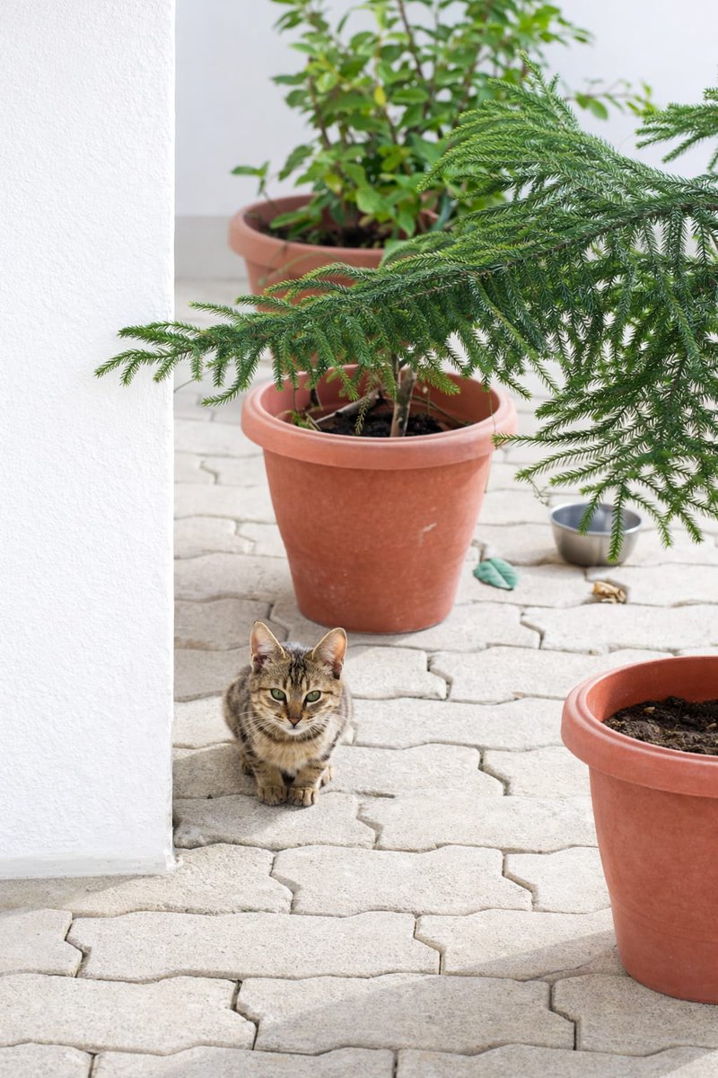 My "bird" is broken she keeps meowing at the actual birds..🐾🦋