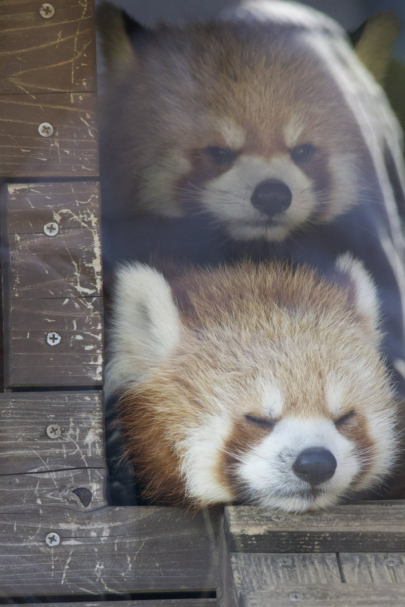 レッサーパンダ…