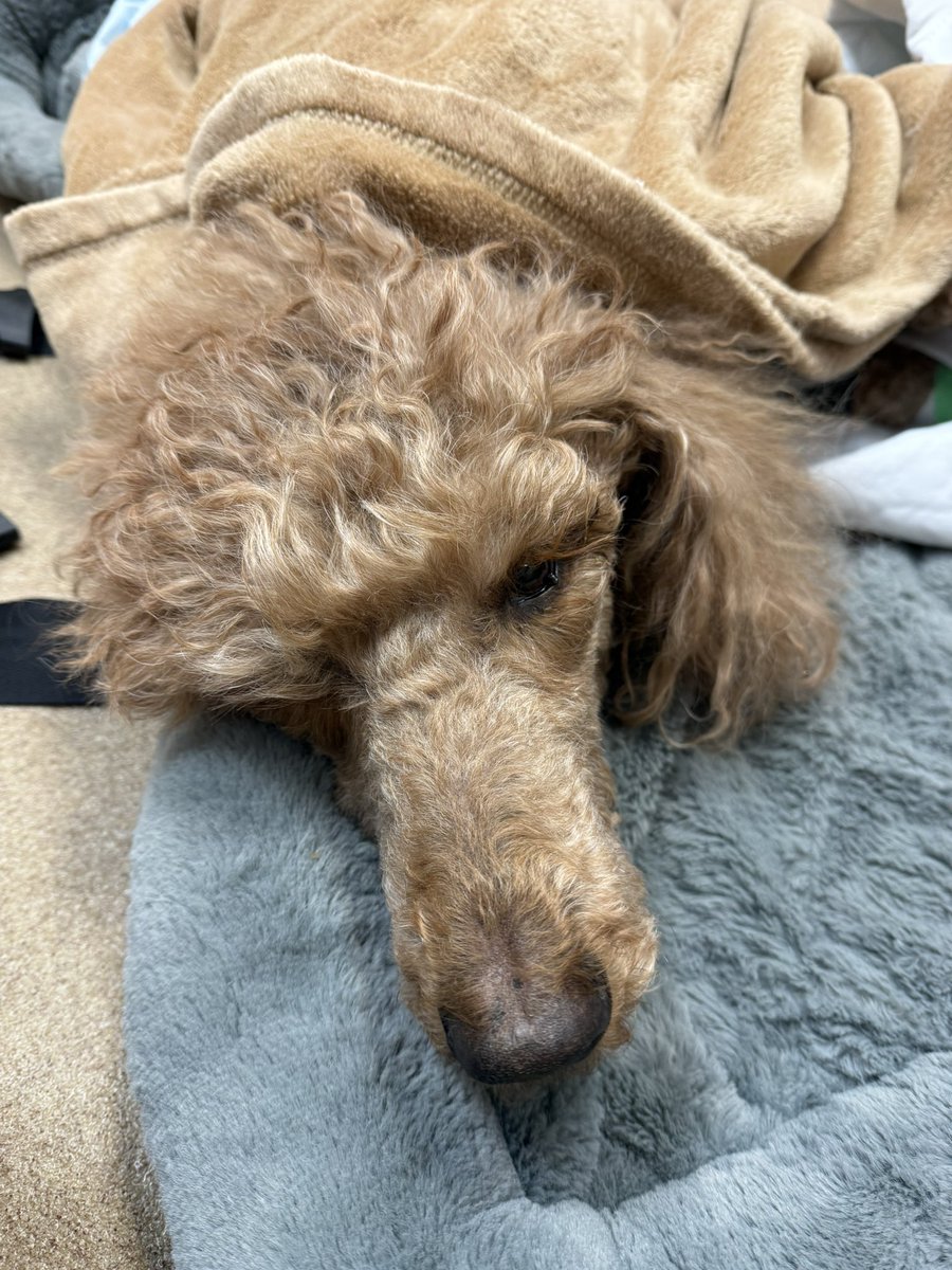 Finnegan crossed the rainbow bridge 2/13/26. Will miss you forever 💔