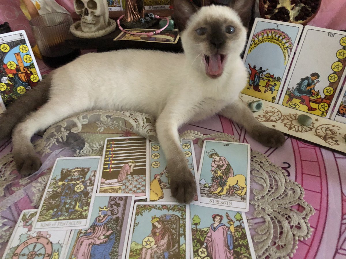 seerelois's tweet image. tirariam um tarô com essa cartomante