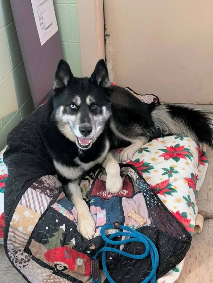 Taking Bruno and the boys to meet Lucas today after work! Hopefully him and Bruno get along! 🤞🏼