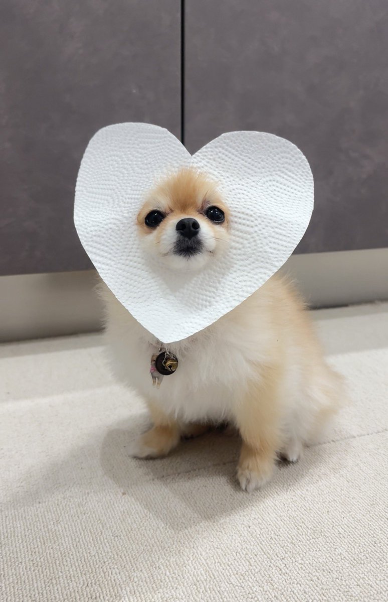 Pomeranian0222's tweet image. ハートの被り物用意忘れた🥺
HappyValentine🍫