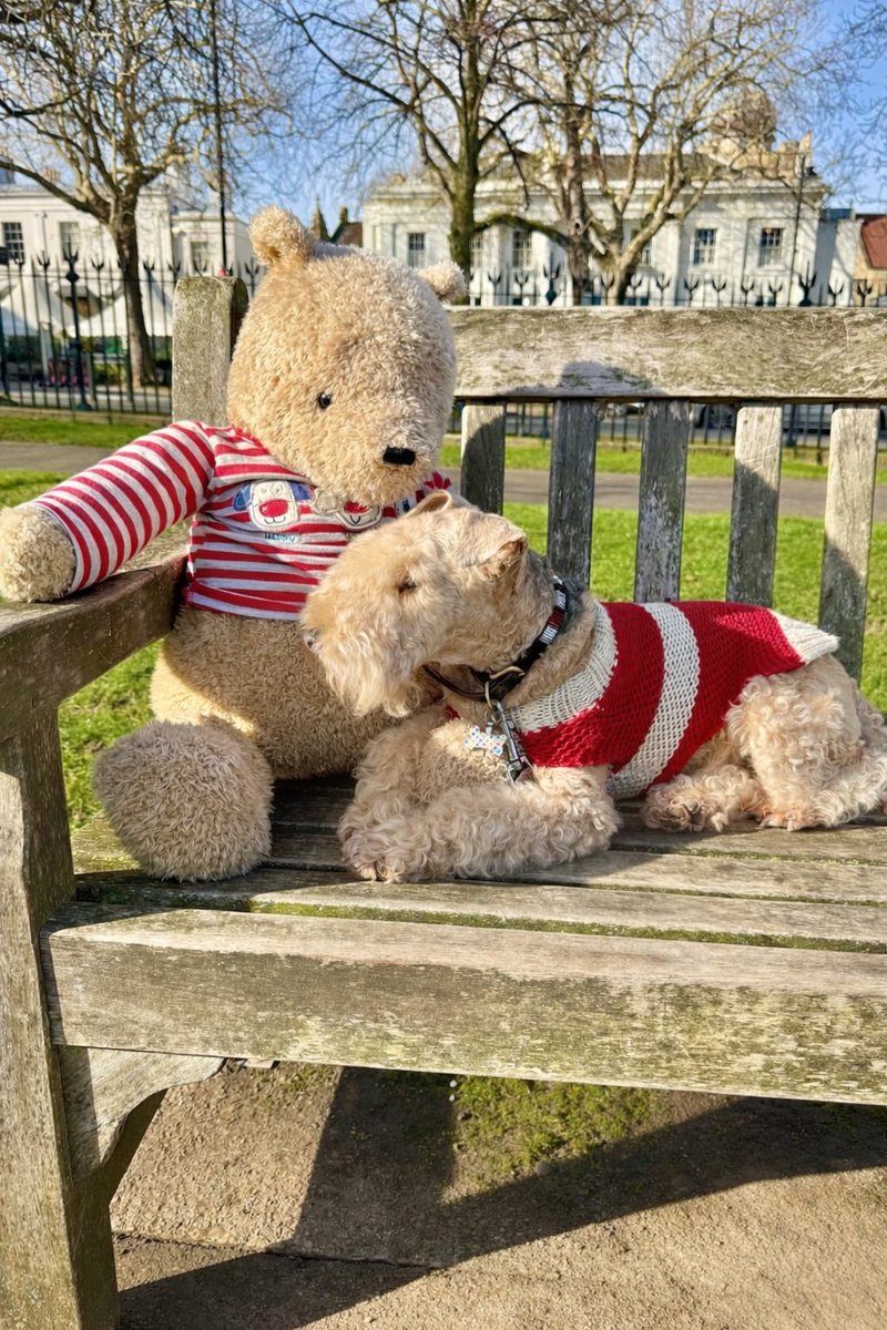 You’re supposed to be a Ruffty Tuffty Lakeland Terrier but …….. 

You fall in Love on Valentines Day! 

‘I love you Bertie whispered Pooh’ ‘oh Pooh’ said Bertie ‘thanks for being my pal, I love you too’ 

❤️❤️❤️