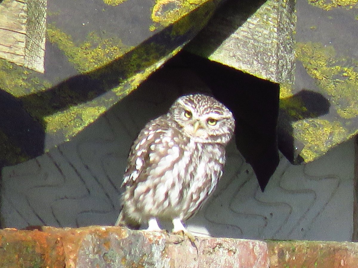 Little owl this morning <a href="/sthelensbirds/">St Helens Birds</a> <a href="/Natures_Voice/">RSPB</a> #owls