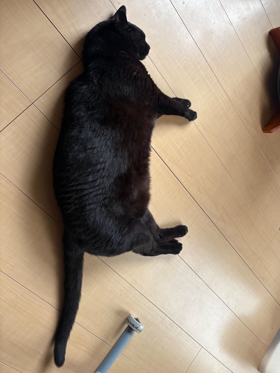 murder_head's tweet photo. いよいよ明日‼️
仕事にプライベートにバタバタしてごろーみたいにクタクタですが、明日はシャキッとしてライブ頑張るぞ🤘🤘
みんな観にきてね🎶
チケット予約もまだ大丈夫なのでゼヒ声かけてください✨ https://t.co/lv5EYAXvEh
