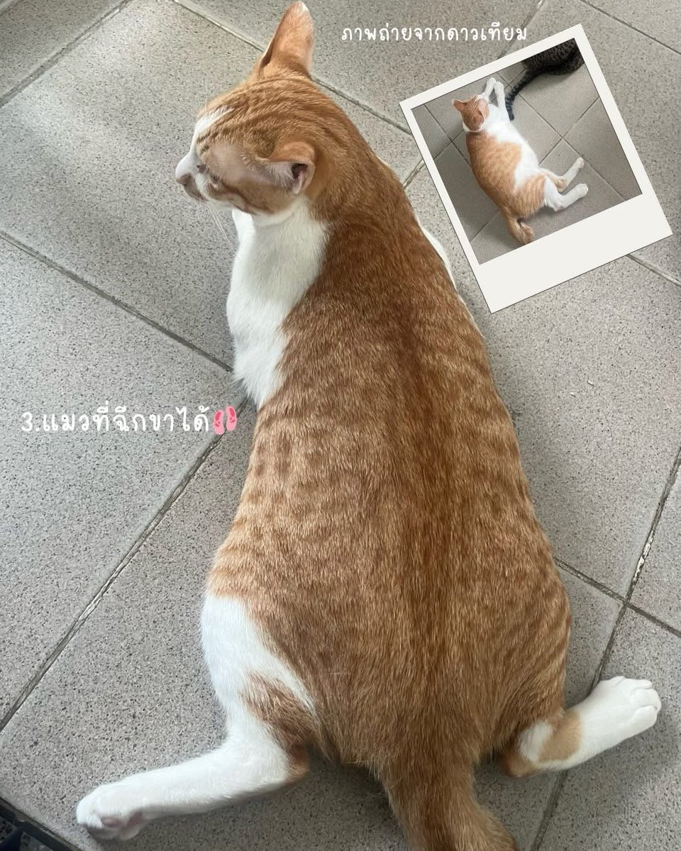 💗🍫วาเลนไทน์นี้ ถ้ายังไม่มีใคร สนใจอยากมีแมวไหมนุด?💕

🥜แมคคาเดเมีย 
เพศ : ผู้
อายุ : 7 เดือน
นิสัย : นิสัยดี กินเก่ง ชอบคน สดใสซุกซนตามประสาแมวเด็ก 

🥜เฮเซลนัท
เพศ : ผู้
อายุ : 7 เดือน
นิสัย : ร่าเริง ฉลาด ชอบสำรวจ ไม่กลัวคน ไม่เลือกกิน