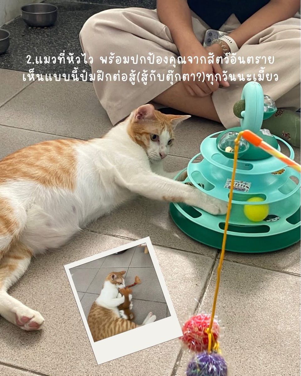 johnjud_cu's tweet photo. 💗🍫วาเลนไทน์นี้ ถ้ายังไม่มีใคร สนใจอยากมีแมวไหมนุด?💕

🥜แมคคาเดเมีย 
เพศ : ผู้
อายุ : 7 เดือน
นิสัย : นิสัยดี กินเก่ง ชอบคน สดใสซุกซนตามประสาแมวเด็ก 

🥜เฮเซลนัท
เพศ : ผู้
อายุ : 7 เดือน
นิสัย : ร่าเริง ฉลาด ชอบสำรวจ ไม่กลัวคน ไม่เลือกกิน https://t.co/qrEoSUF8cK