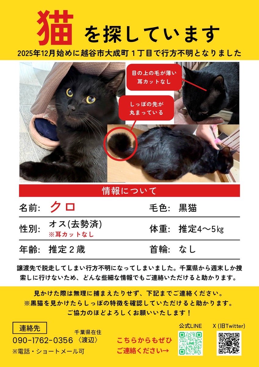 埼玉県越谷市 #まいごペット #まいごのねこ #クロちゃん #クロちゃん