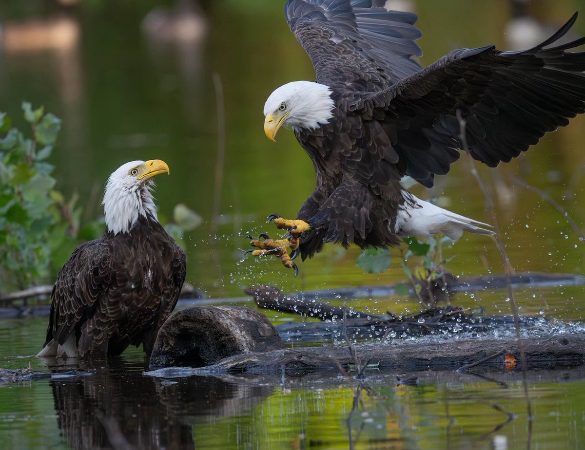 Happy V-Day Love Birds