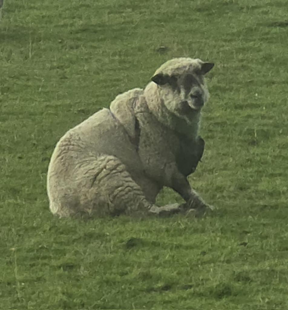 newhallfarmardsley tweet media