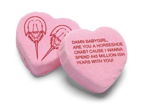 𝖈𝖍𝖆𝖇𝖆𝖟𝖎𝖙𝖊 (@raisinchoirgirl) on Twitter photo 