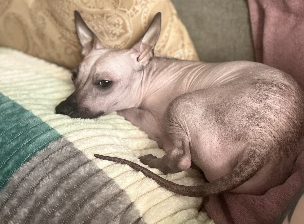 Такой себе денёк у собашки. Всего 100500 раз сказали, что любят❤️