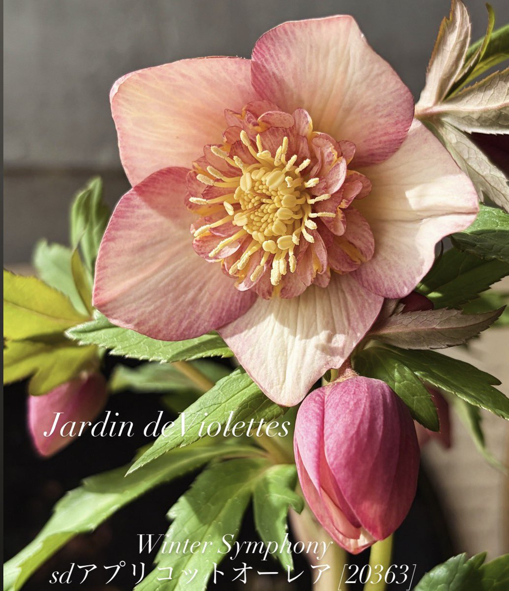 クリスマスローズ ウィンターシンフォニー💫 今日の花姿✨ ❄️お