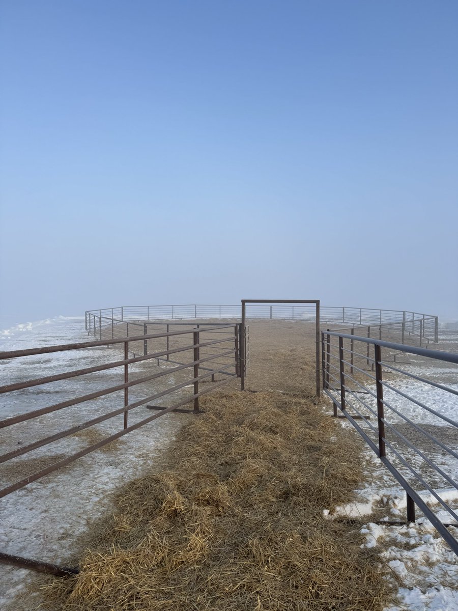 Bee Zee Acres tweet media