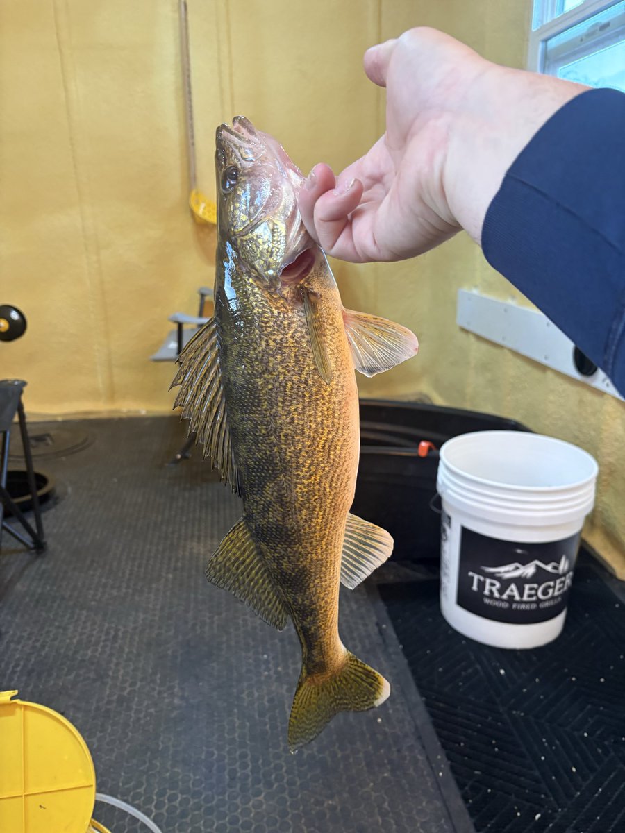 Adam Spelhaug tweet media