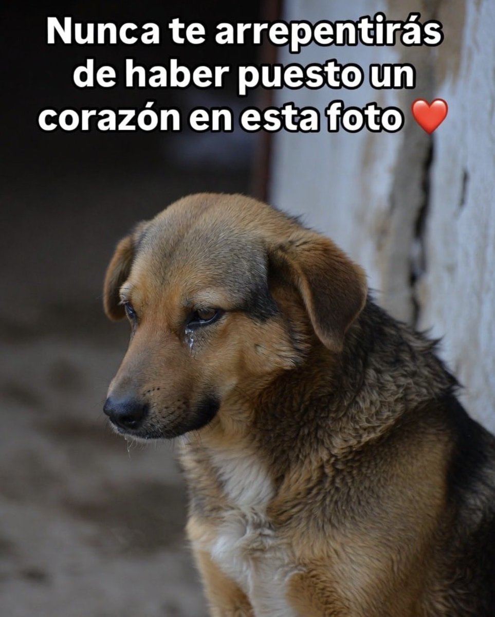 ¡¡MUCHOS !! ❤️❤️❤️❤️❤️❤️❤️❤️