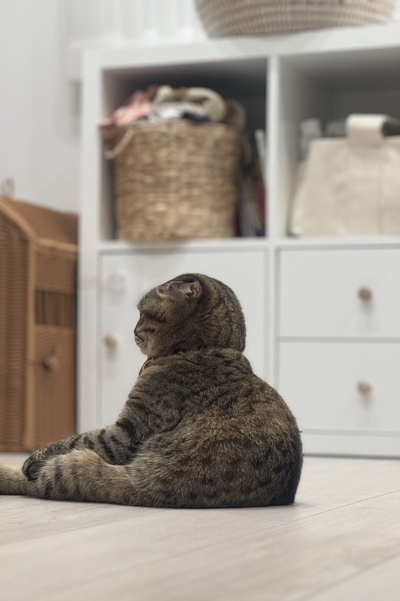 matsutake_cat's tweet photo. 哀愁漂う背中をしている まつたけ https://t.co/7VsaBGTYs2