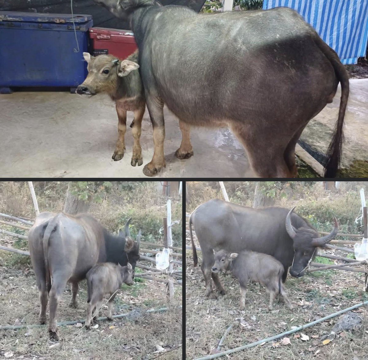 #บอกบุญ ลูกน้อยมาตามแม่ถึงโรงฆ่าสัตว์

ควาย แม่ลูกกำลังรอความตาย
ลูกน้อยวิ่งหาแม่…ไม่รู้เลยว่ากำลังจะถูกพรากจากกัน

ขอเมตตา ช่วยให้สองคู่แม่ลูกได้รอดพ้นและอยู่ด้วยกัน ช่วยชีวิตแม่ควายคืนนี้
แม่ควาย 27,000 + 29,000
ค่ารถ 4,000

ร่วมเมตตา
ธ.กสิกร 073-112-6747
ภิรญา ปัญอิสสระ