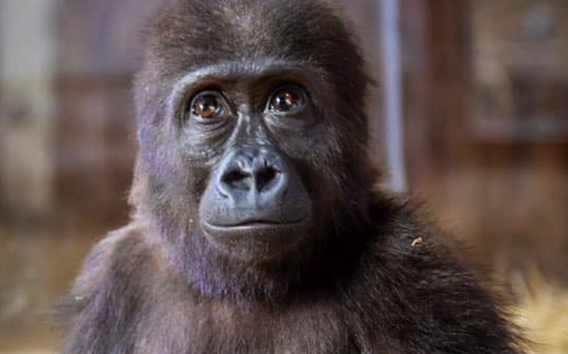 WorldApeFund's tweet photo. From Trafficking Victim to Zoo Isolation: Baby Gorilla’s Uncertain Fate in Turkey: https://t.co/03WsRFXQ5c https://t.co/rqwBwZqMzA