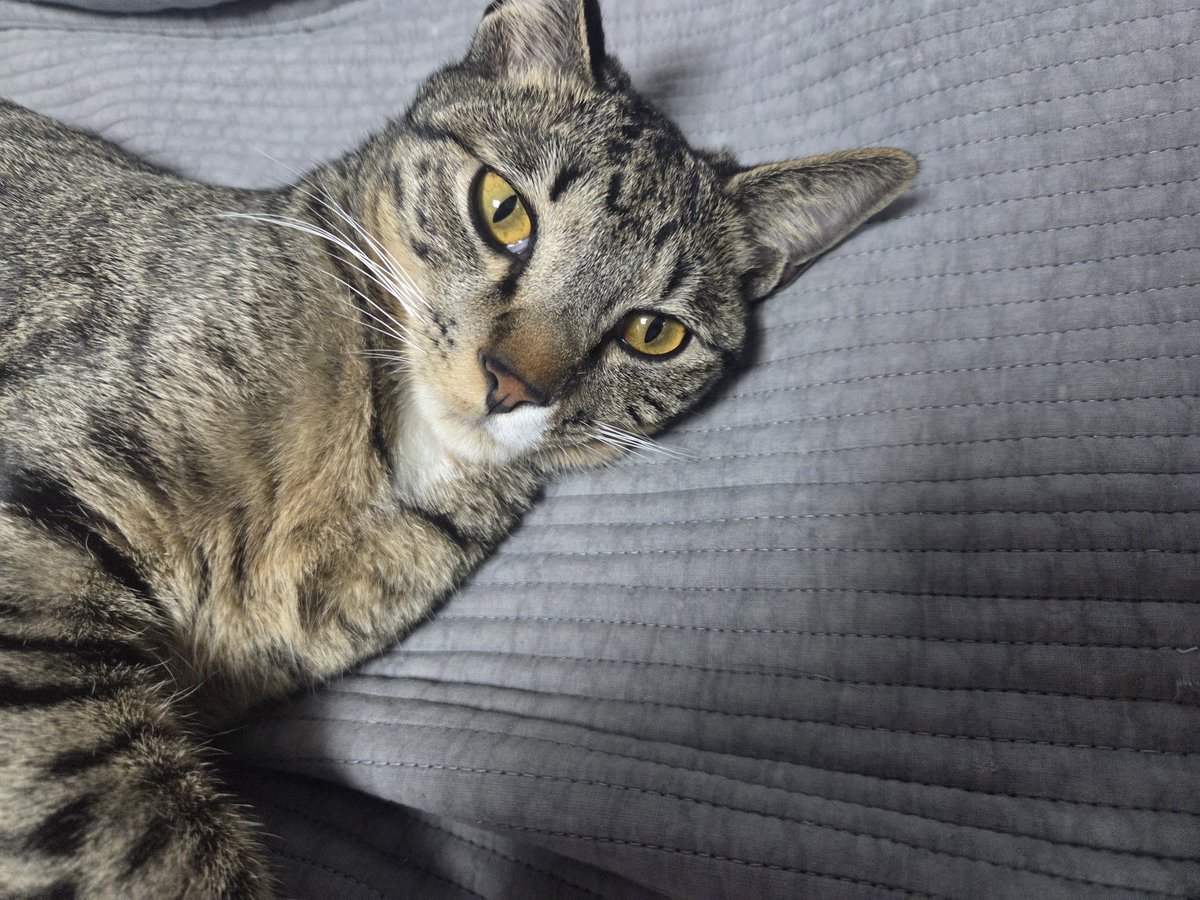 싸가지눈 하고 있네