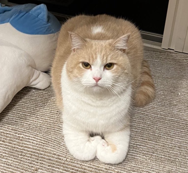 食パンの袋留めるところの真似する猫