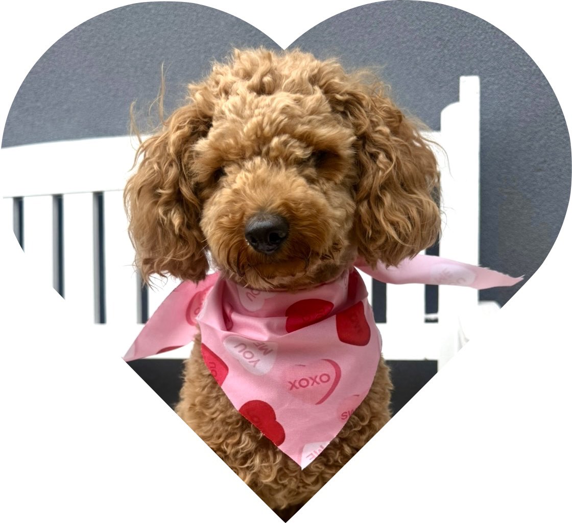 My little Valentine ❤️🐶🩷 #HappyValentinesDay