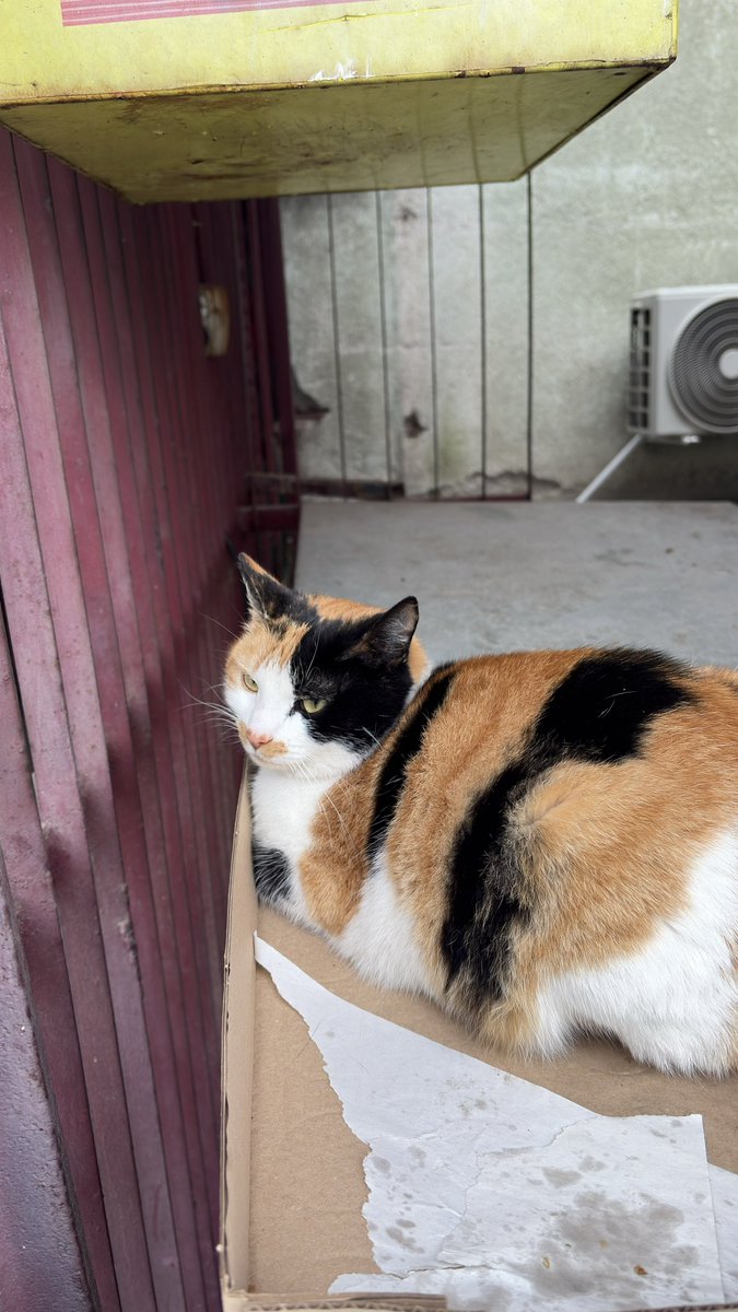 Aleksandar Petrović tweet media