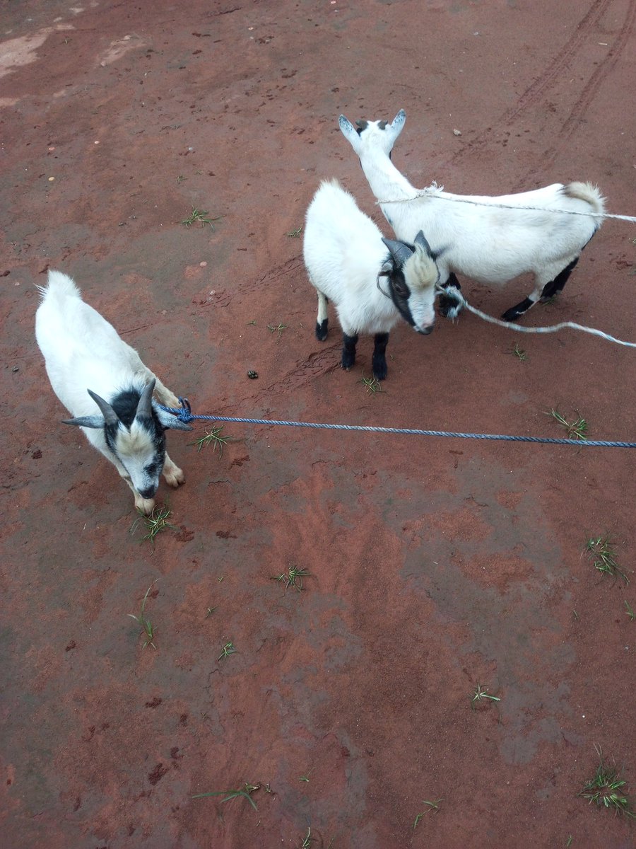 EWU ANI / EWU FOUNDATION.

Ewu Ani is the goat you give to the person that sold or gave out land to you......the reason for this is just to cement the spiritual change of ownership.....This is why when your father or eldest brother gives you your own portion of Ana-Obi (Ancestral