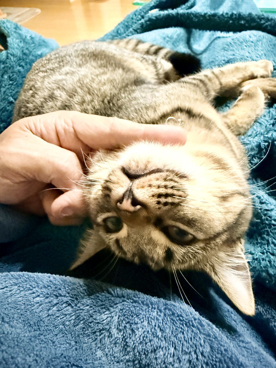 2月14日(土)
お疲れ様でした♪
2匹ともお休みモード⁉️

#猫のいる暮らし #cat #保護猫 #家猫 #家猫修行中