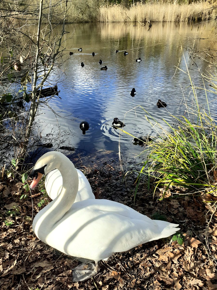 Fiona Graph tweet media