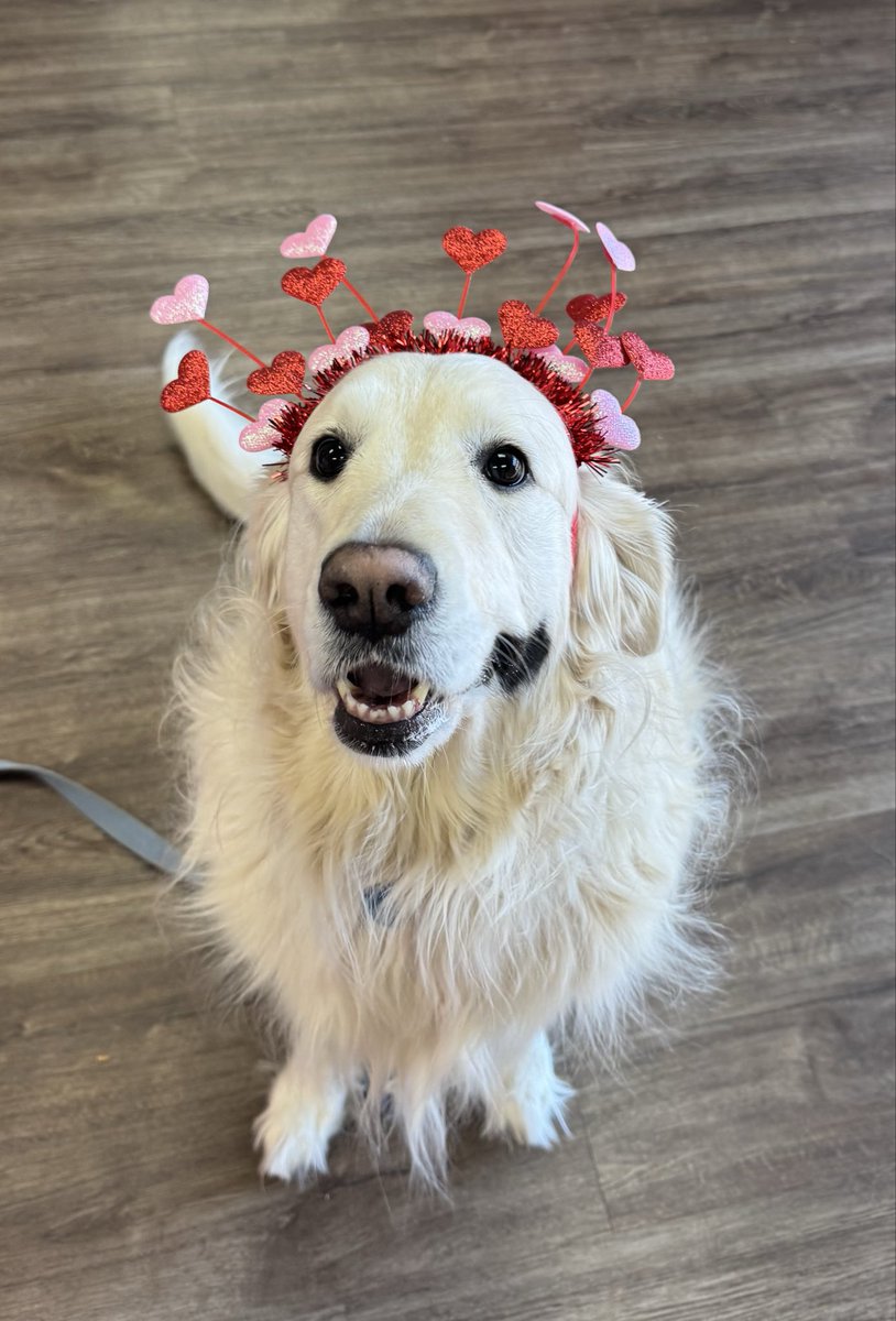 buckaress's tweet photo. Scout wishes everyone gets lots of treats on Valentine’s Day! https://t.co/y6dgzaXD2f
