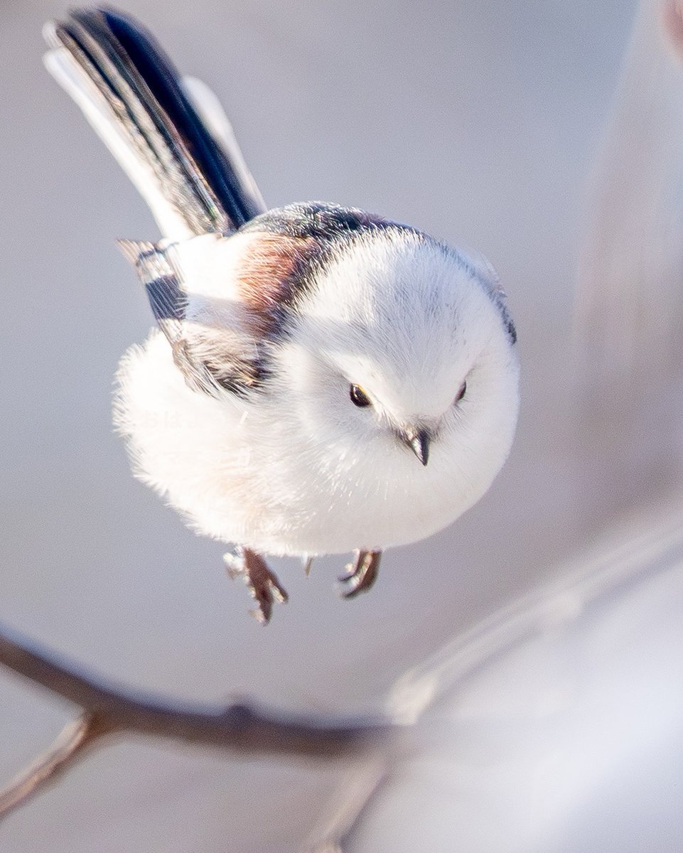 飛んでるとこなシマエナガです