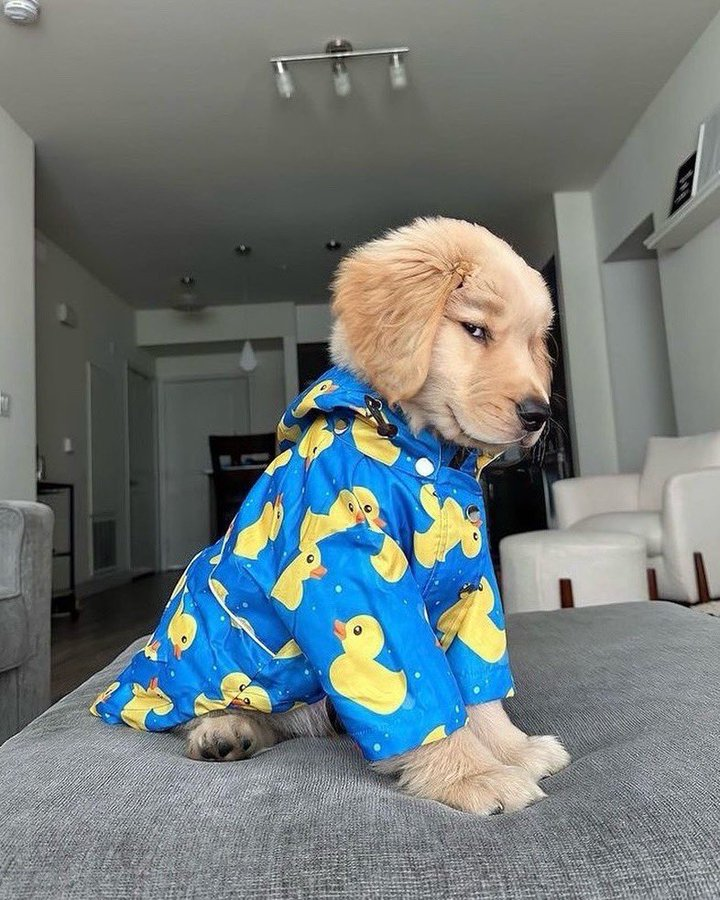 everythingdogss's tweet photo. https://t.co/jJHjYJYS38